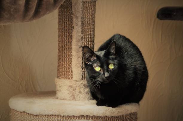 istock Selective focus of a black cat sitting on a cat tower 1417879397