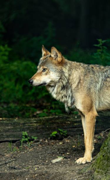 istock Vertical shot of a Wolf on a sunny day in a forest 1417879401