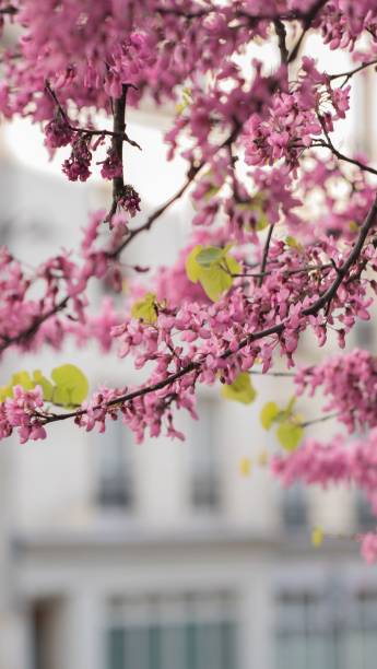 istock Vertical shot of a Cherry Blossom tree in a park 1417879416