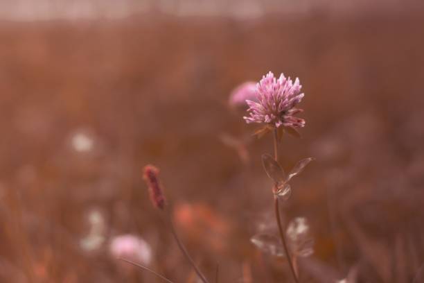istock Pink flower in the garden during sunset afternoon 1417879571