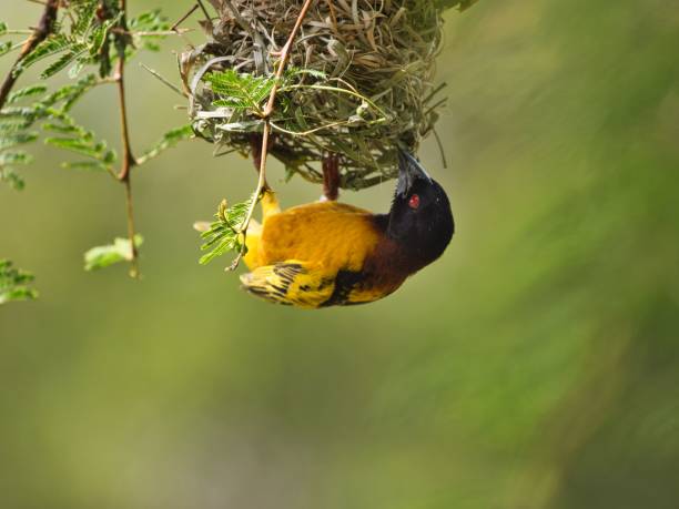 istock Golden backed weaver making nest 1417879659