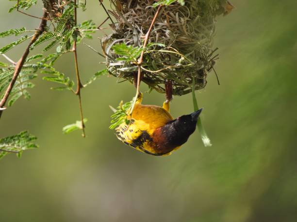 istock Golden backed weaver making nest 1417879660