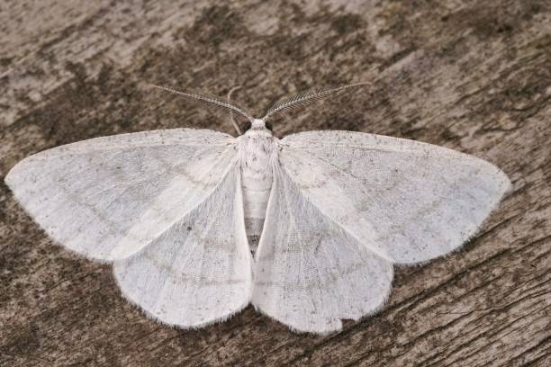 Closeup on the Common White Wave geometer moth, Cabera pusaria with open wings