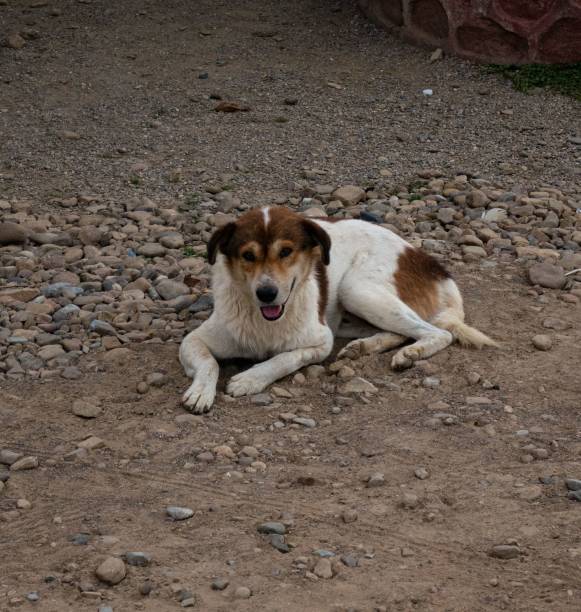 istock street dog on the road. 1417879899