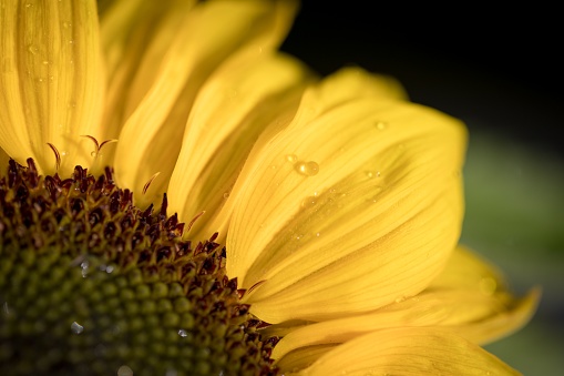 A macro shot of sunflower petals covered with waterdrops
