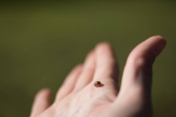 istock Selective focus of a tiny ladybug on a palm of a hand 1417880409