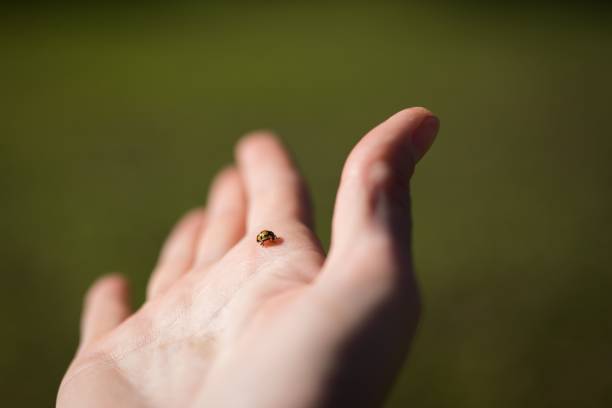 istock Selective focus of a tiny ladybug on a palm of a hand 1417880412