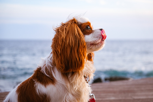 Cute dog with big eyes licks nose, close to the ocean. Cavalier King Charles bread.