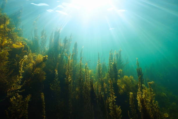 istock Underwater seascape natural sunlight and algae in the ocean 1417880518