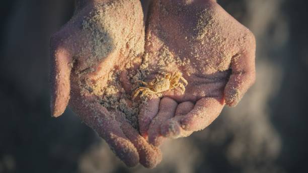 istock Top view of hands holding a sandy crab in sunlight 1417880585