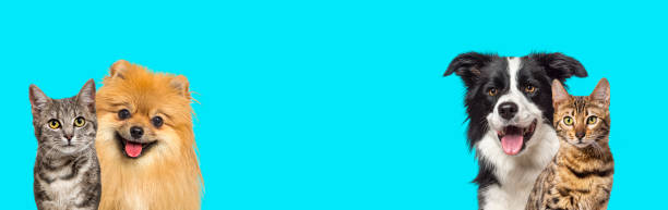 istock Two cats and two dogs panting with happy expression together on blue background, banner framed looking at the camera 1417882247