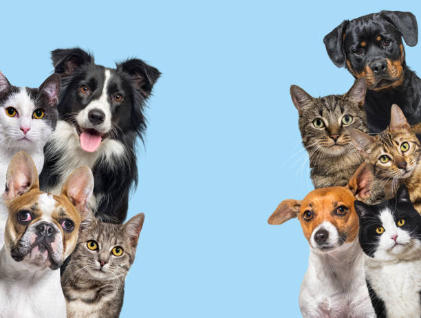 large group of cats and dogs looking at the camera on blue background - animais de estimação imagens e fotografias de stock