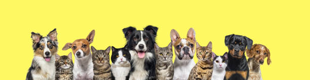 grand groupe de chats et de chiens regardant la caméra sur fond jaune - dog mixed breed dog group of animals small photos et images de collection