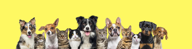 Large group of cats and dogs looking at the camera on yellow background stock photo