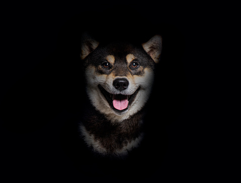 Head shot of a Shiba inu dog panting and looking happy, on a black background