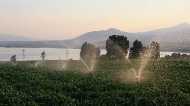 istock Plant watering, Sprinklers 1417883159