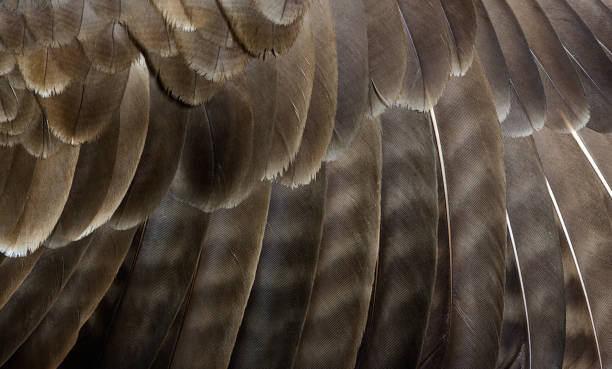 istock Macro of common buzzard, Buteo buteo feathers 1417884258