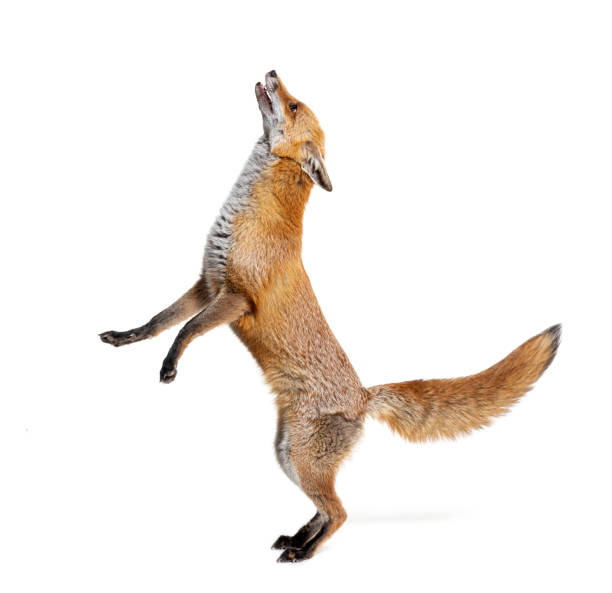 istock Red fox jumping looking up, two years old, isolated on white 1417884283