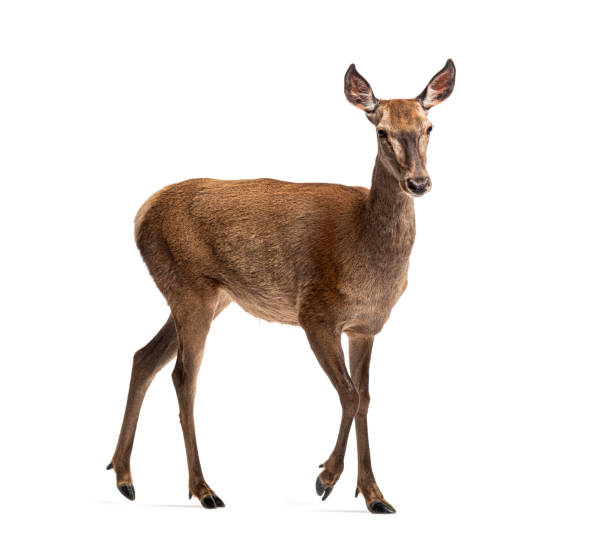 istock Doe walking, Female red deer isolated on white 1417884353