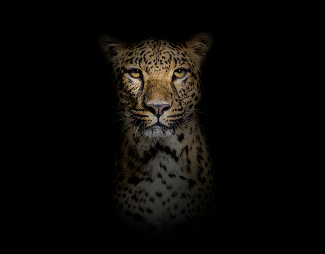 Head shot, portrait of a Spotted leopard facing at the camera on a black background