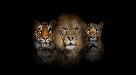 Big cats: Lion, tiger and spotted leopard, together on a black background