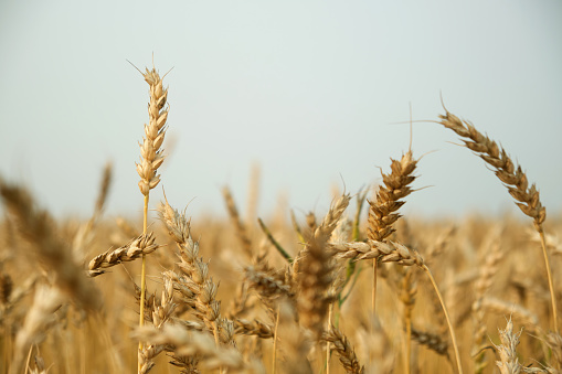 Wheat field and sky, selective focus. Ears of wheat background with copy space.