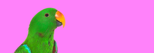 istock Green amazon parrot bird, head shot on pink background 1417884550