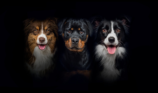Jack Russell Terrier Dog. Studio shot. Moody dark lighting, dark background.