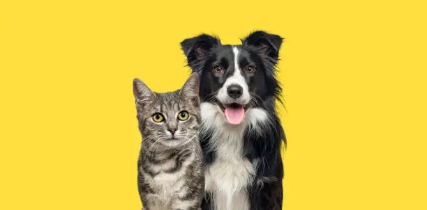 Photo of Grey striped tabby cat and a border collie dog with happy expression together on yellow background, banner framed looking at the camera