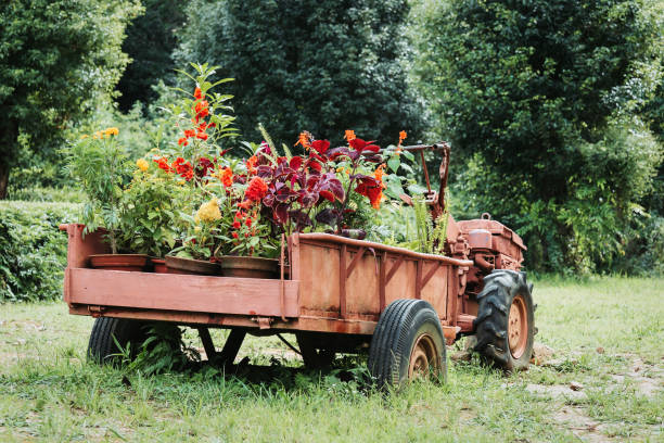 istock Flowers blooming on a old Vehicle 1417884918