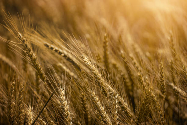 Gold wheat field Gold wheat field.Agricultural field in spring. Close up. exporters stock pictures, royalty-free photos & images