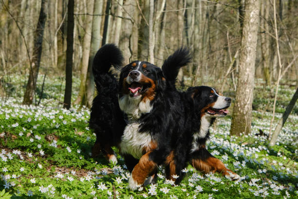 Zennenhund dogs in the spring forest, surrounded by forest flowers.