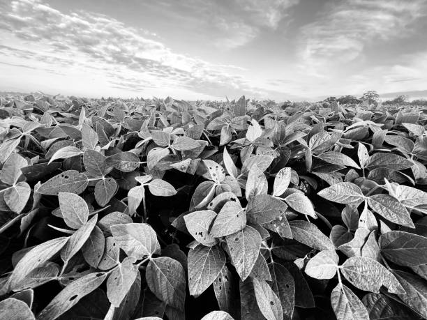 Soybean Field Black and White