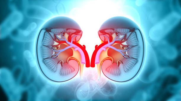 人の腎臓断面 - glomerulus ストックフォトと画像