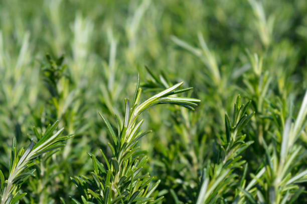 istock Rosemary leaves 1417890383