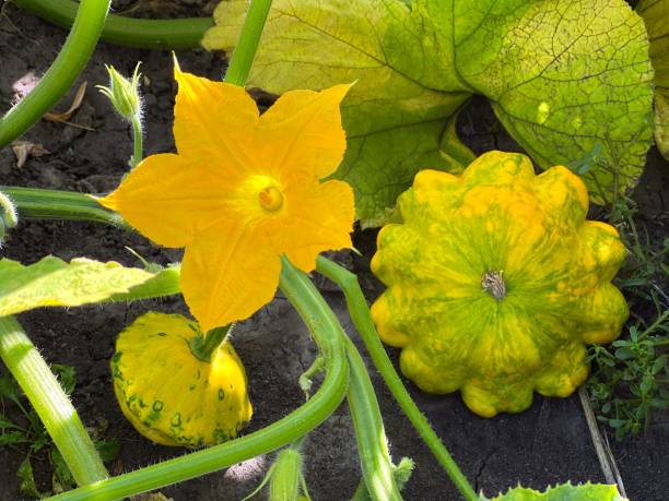 citrouille de courge dans le jardin. la feuille et la fleur de courgette se déplacent par le vent au champ. patisson ou courge pattypan est également connue sous le nom de courge pétoncle, courge grand-mère, pétoncles - pattypan squash photos et images de collection