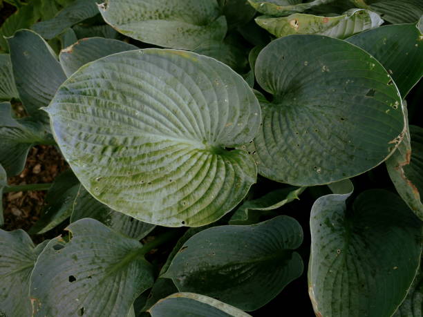 istock Green leaves in the rain 1417891961