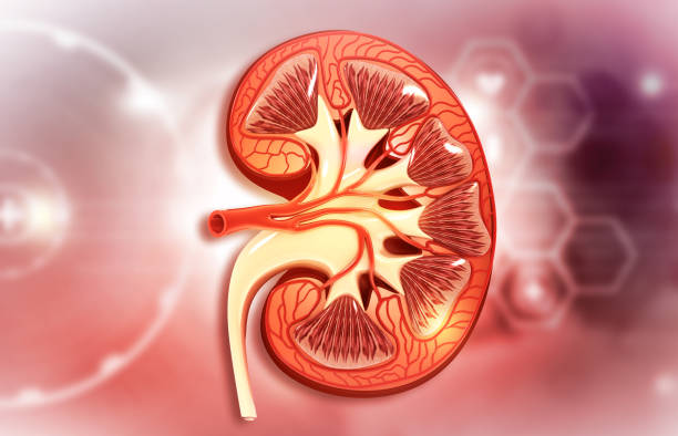 인간의 신장 과학적 배경에 횡단면 - glomerulus 뉴스 사진 이미지