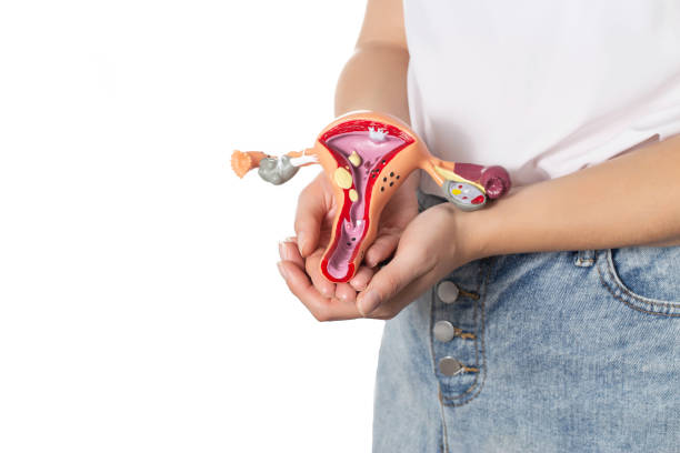 The girl holds in her hands a medical model of the female reproductive system on a white background. Concept of gynecological diseases and their treatment. Timely passing of preventive examinations by a gynecologist. la niña sostiene en sus manos un modelo médico del sistema reproductivo femenino sobre un fondo blanco. concepto de enfermedades ginecológicas y su tratamiento. aprobación oportuna de exámenes preventivos por parte de un ginecólogo. espacio de copia