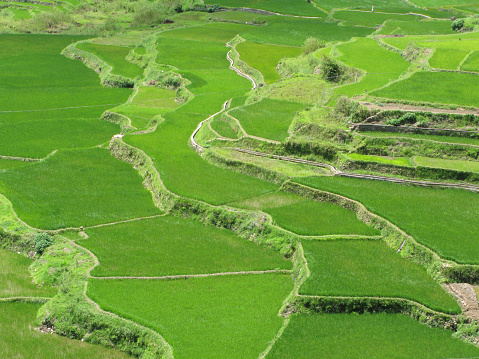 View of terraced rice fields in Sagada, Luzon Island, Philippines.