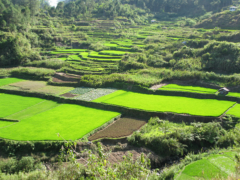 Scenic view of terraced rice fields, Sagada, Luzon Island, Philippines.