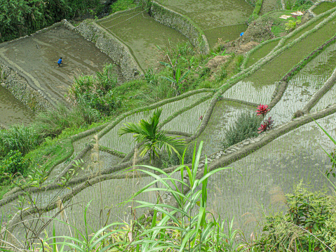 Elevated view of cultivation of rice terraces in Banaue, Luzon Island, Philippines.