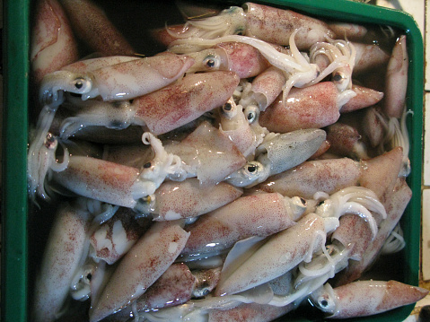 Elevated view of huge squids in local market, Masbate City, Masbate Island, Philippines.