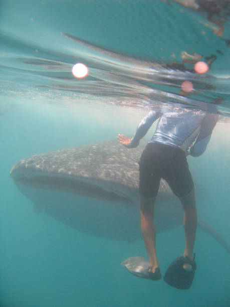 istock Large whale shark in water 1417894586