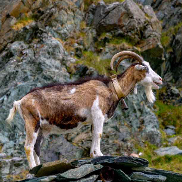 istock mountain goat with cowbell 1417894641