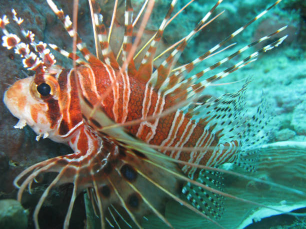 istock Close-up of scorpion fish 1417895299