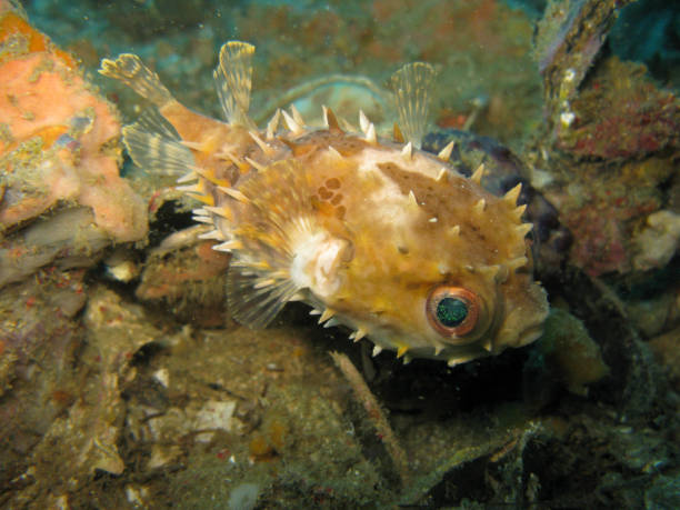 istock Puffer fish in sea 1417895303