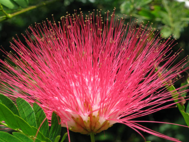 Close-up of pink exotic flower, Bohol Island, Philippines.