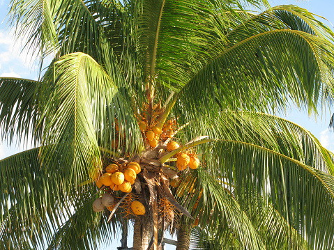 View of palm tree with coconuts, El Nido, Palawan, Philippines.