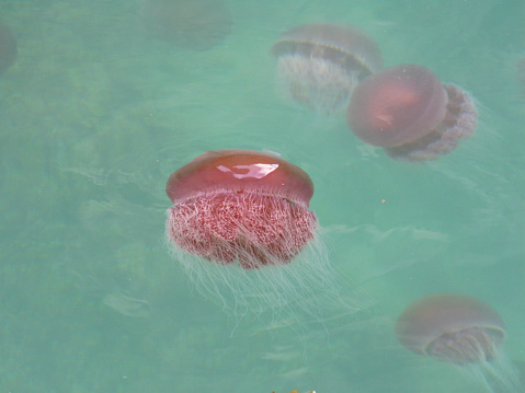 Jellyfish floating, vibrant orange, pink and blue colors.